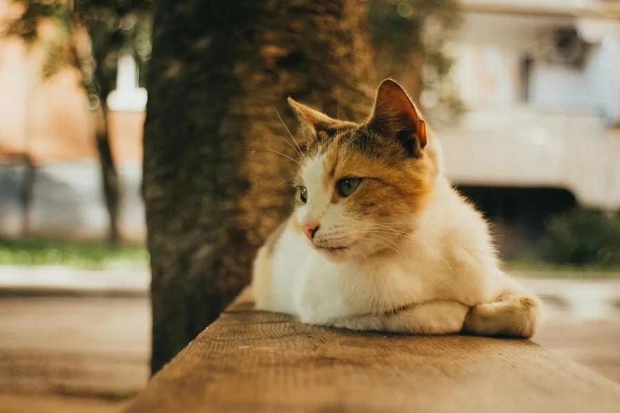 Scopri il Mondo Incantato degli Animali Domestici